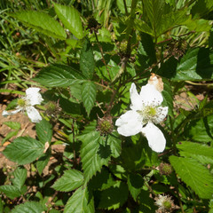Rubus argutus