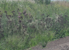 Verbena bonariensis
