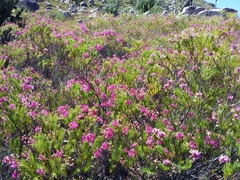 Erica rubens