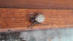 Alpaida alticeps