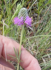 Dalea purpurea