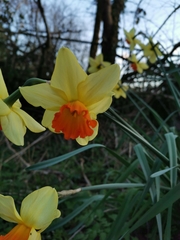 Narcissus
