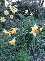 Narcissus