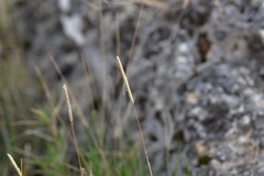 Phleum subulatum