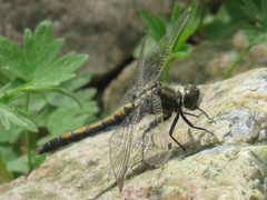 Leucorrhinia rubicunda