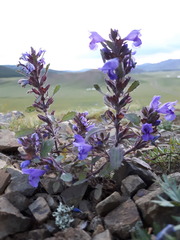 Dracocephalum foetidum