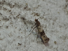 Enolmis acanthella