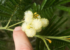 Acacia mearnsii, recorded flowering