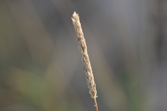 Phleum subulatum