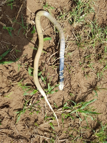 Photo of a Mozambique Spitting Cobra (Naja mossambica)
