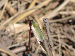 Oxyagrion simile