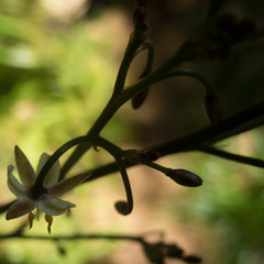 Dianella sandwicensis