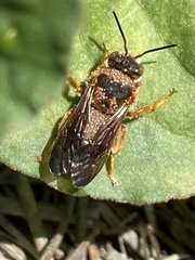 Rhodanthidium