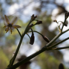 Dianella sandwicensis