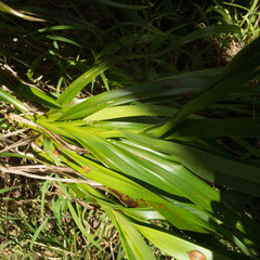 Dianella sandwicensis