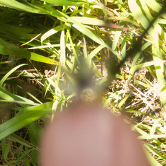Dianella sandwicensis