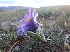 Pulsatilla tenuiloba