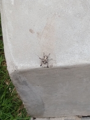 Steirastoma marmoratum