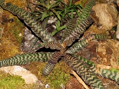 Cryptanthus zonatus