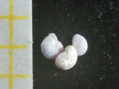 Peneroplis pertusus