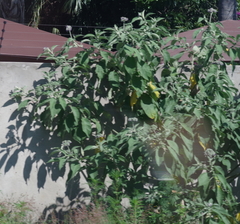 Solanum mauritianum