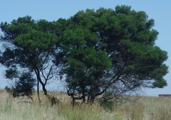 Acacia mearnsii