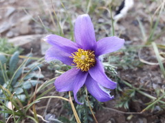 Pulsatilla tenuiloba