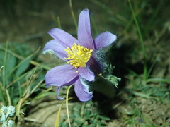 Pulsatilla tenuiloba