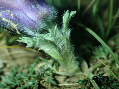 Pulsatilla tenuiloba