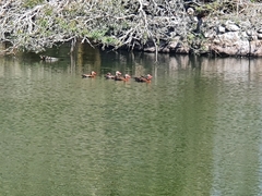 Dendrocygna autumnalis