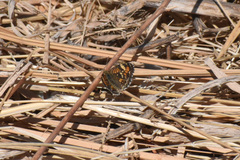 Phyciodes phaon phaon