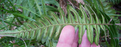 Blechnum appendiculatum