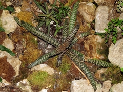 Cryptanthus zonatus