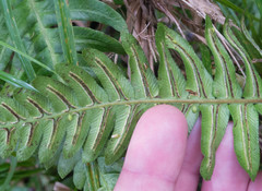 Blechnum appendiculatum