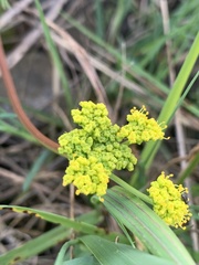 Lomatium bradshawii