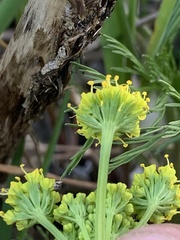 Lomatium bradshawii