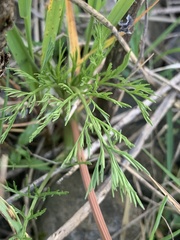 Lomatium bradshawii