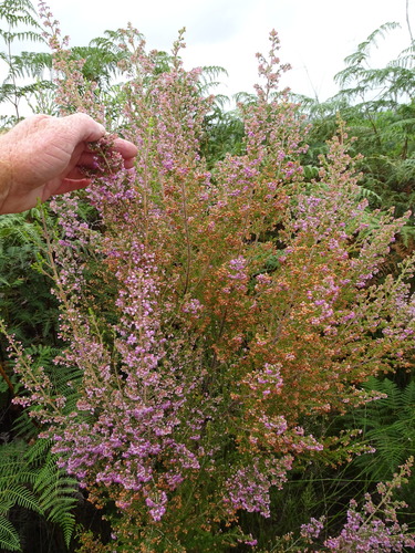 Image of Erica canaliculata by (c) Shaun Swanepoel, some rights reserved (CC BY)