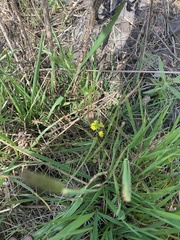 Lomatium bradshawii