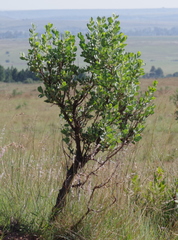 Lopholaena coriifolia