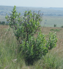 Lopholaena coriifolia