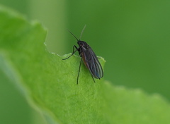 Sciara hemerobioides