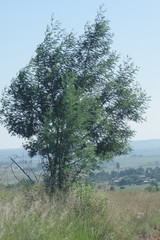 Acacia mearnsii