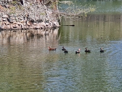Dendrocygna autumnalis