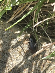 Anisodactylus rusticus