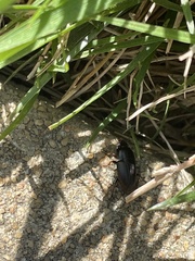 Anisodactylus rusticus