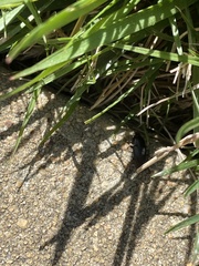 Anisodactylus rusticus