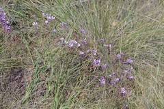 Afrosolen sandersonii sandersonii