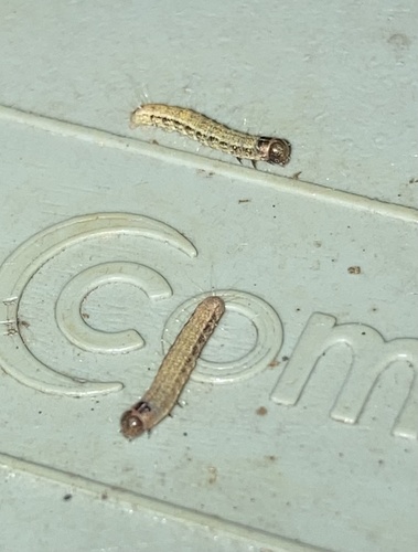 Black-olive Caterpillar Moth photo 4