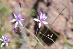 Afrosolen sandersonii sandersonii